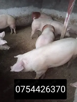 Vând porci de carne  - imagine 2