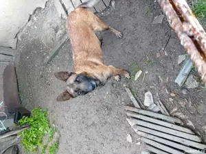 vând catei și caini ciobănesc belgian și german cu pedigri și carnet de sănătate    - imagine 2 vând catei și caini ciobănesc belgian și german cu pedigri și carnet de sănătate    - imagine 2