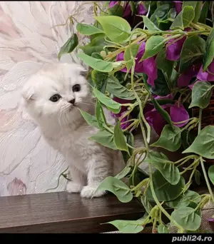 Scotish fold blue si chinchila silver  - imagine 7