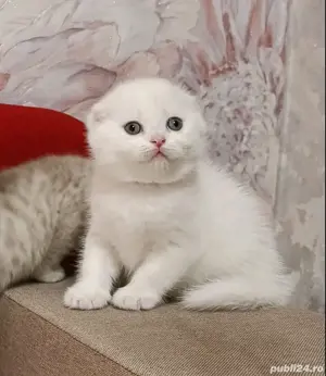 Scottish fold blue si chinchila silver  - imagine 8