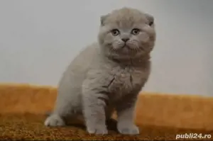 Scottish fold 