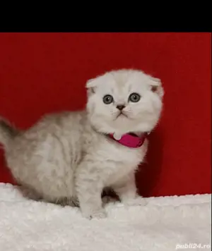 Scottish fold blue si chinchila silver  - imagine 3