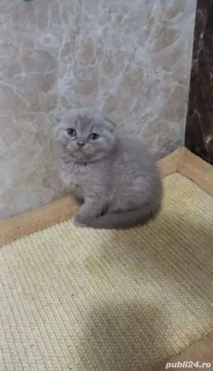 Scottish fold  - imagine 2