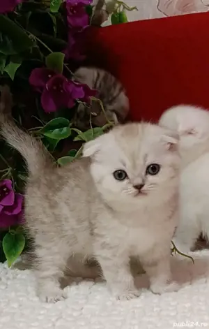 Scottish fold blue si chinchila silver  - imagine 9