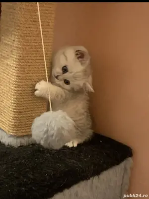 British shorthair  - imagine 10