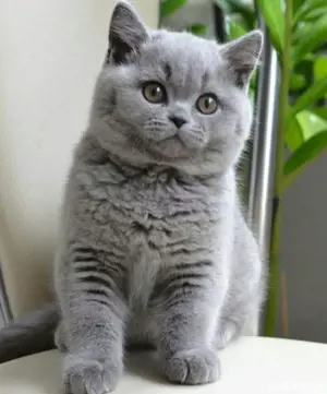 British shorthair  - imagine 7