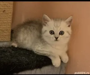 British shorthair  - imagine 2