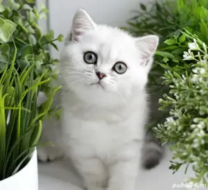 British shorthair  - imagine 3