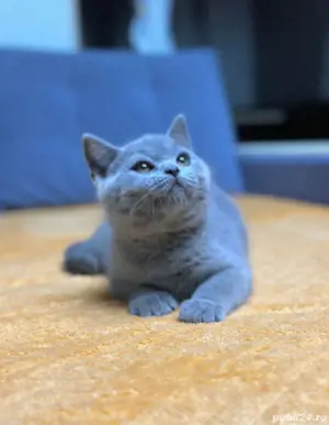 British shorthair  - imagine 9