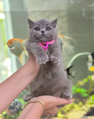 British shorthair blue - imagine 3