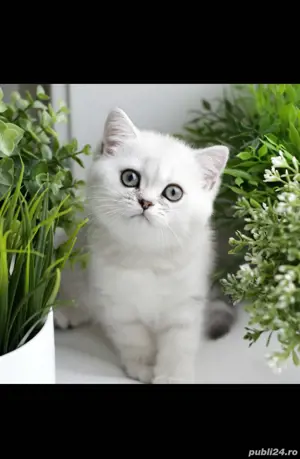 British blue si chinchila silver  - imagine 2