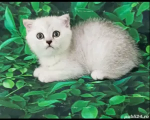 British shorthair  - imagine 4