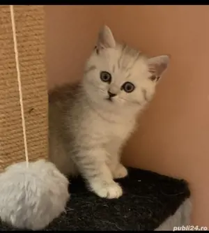 British shorthair  - imagine 8