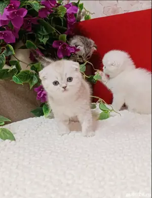 Scottish fold blue si chinchila silver  - imagine 2