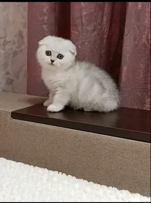 British shorthair si longhair chinchilla silver  - imagine 5