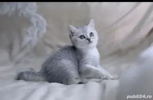 British shorthair 