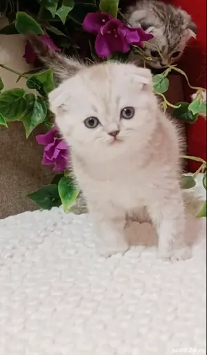 Scottish fold blue si chinchila silver  - imagine 10