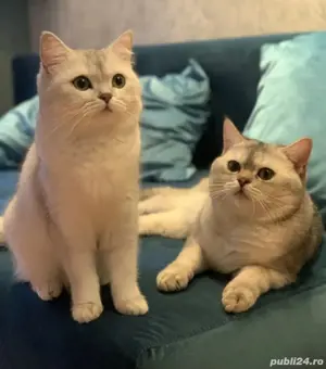 British shorthair  - imagine 10