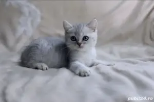 British shorthair  - imagine 6