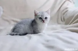 British shorthair  - imagine 3