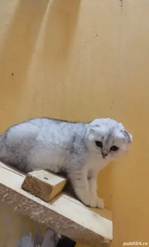 scottish fold - imagine 10