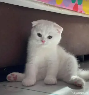 Scottish fold blue si chinchila silver  - imagine 2