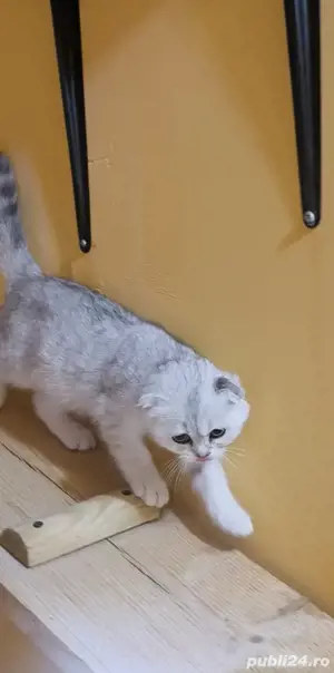 Scottish fold blue si chinchila silver  - imagine 4
