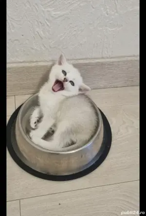 British blue si chinchila silver  - imagine 8