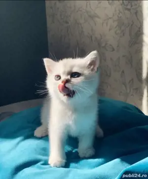 British blue si chinchila silver  - imagine 6