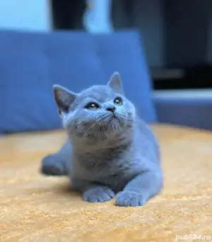 British shorthair 