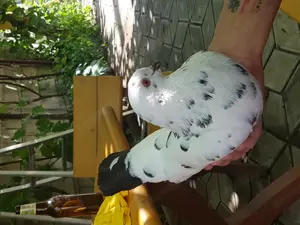 Kingi linie nouă tineri productivi