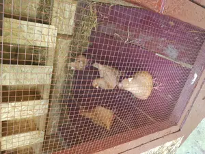 Kingi linie nouă tineri productivi - imagine 3