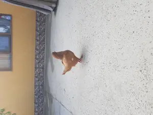 Kingi linie nouă tineri productivi - imagine 4