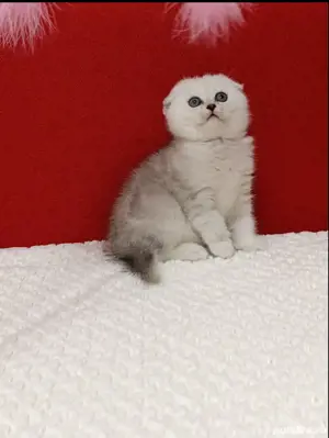 Scotish fold blue si chinchila silver  - imagine 9