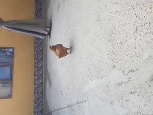 Kingi linie nouă tineri productivi - imagine 2