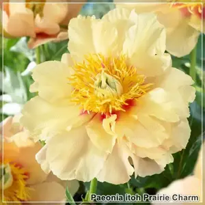 Bujorul semiarbustiv Prairie Charm - Florile mari, galbene cu pete roșii la baza petalei