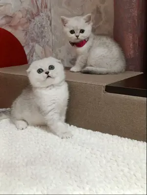 Scottish fold blue si chinchila silver  - imagine 10