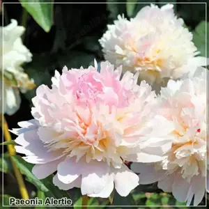 Bujorul parfumat Alertie este o plantă cu o frumusețe regală