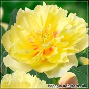 Bujorul semiarbustiv Bartzella - flori mari galben cremos, parfumate