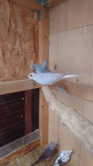 Turturele Diamant - imagine 2