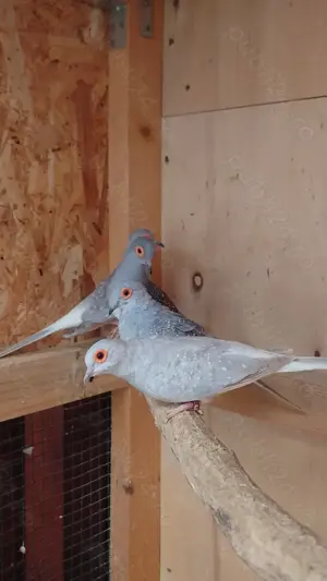 Turturele Diamant - imagine 4