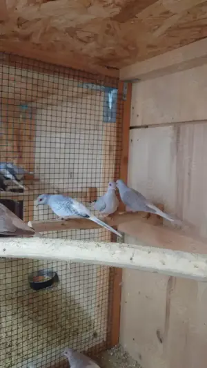 Turturele Diamant - imagine 3