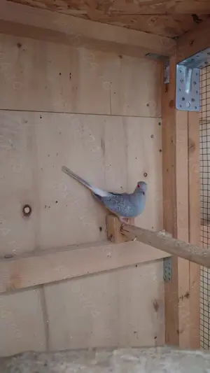 Turturele Diamant - imagine 5