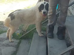 Ciobanesc de Bucovina  - imagine 3