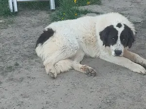 Ciobanesc de Bucovina  - imagine 2