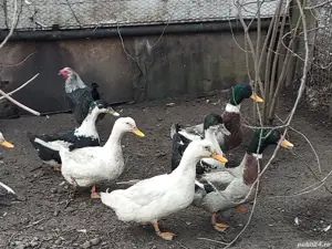 Vind rațe și rățoi