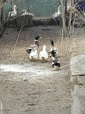 Vind rațe și rățoi  - imagine 2