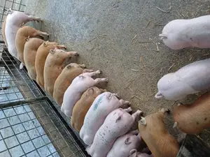 Disponibili  - imagine 2