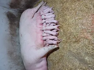 Disponibili  - imagine 5