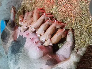 Disponibili  - imagine 4